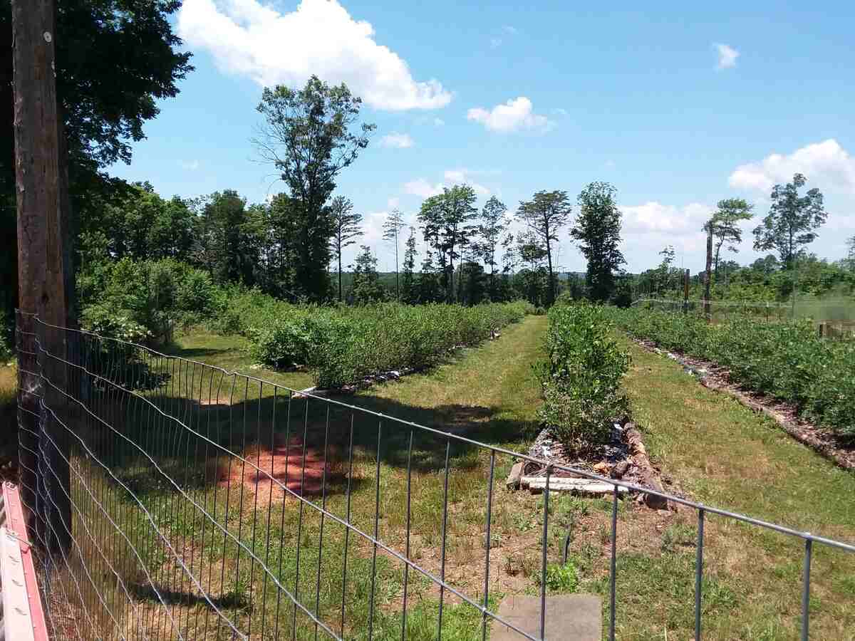 field of blueberry bushes