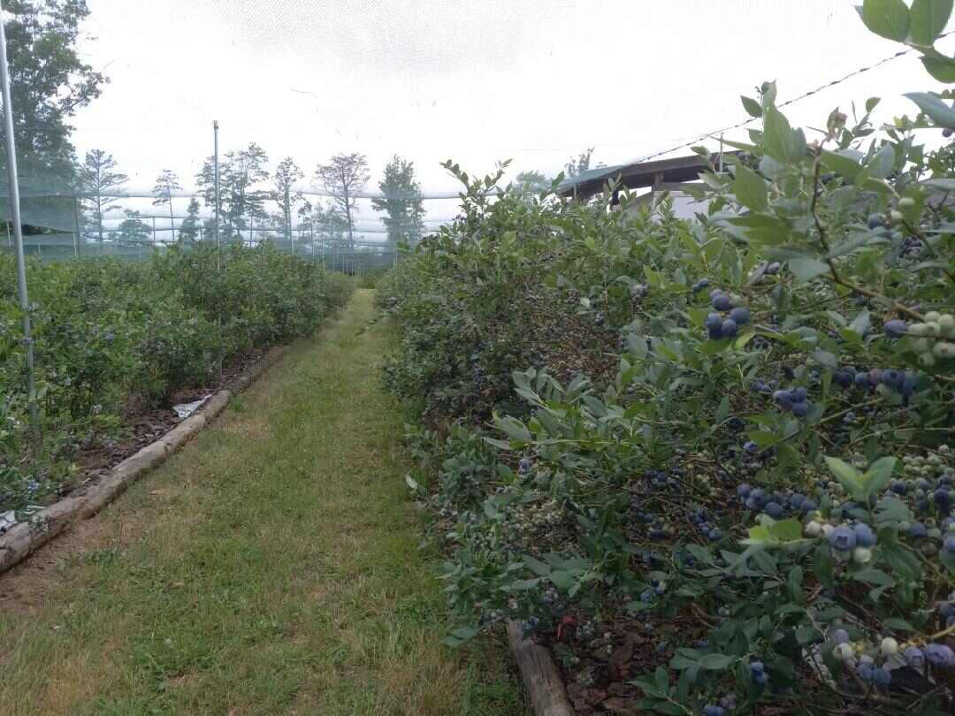 rows of blueberry bushes