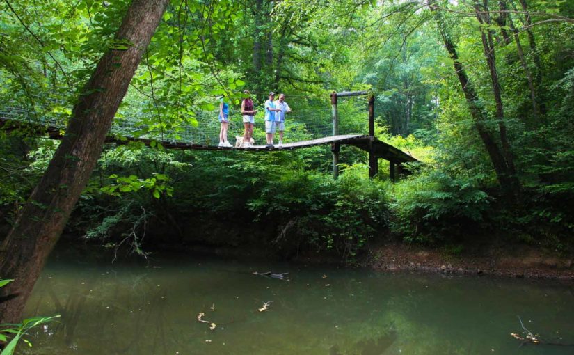 people standing on wooden bridge over water in a forest