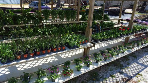 rows of potted plants