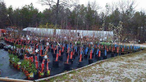 rows of small trees in pots