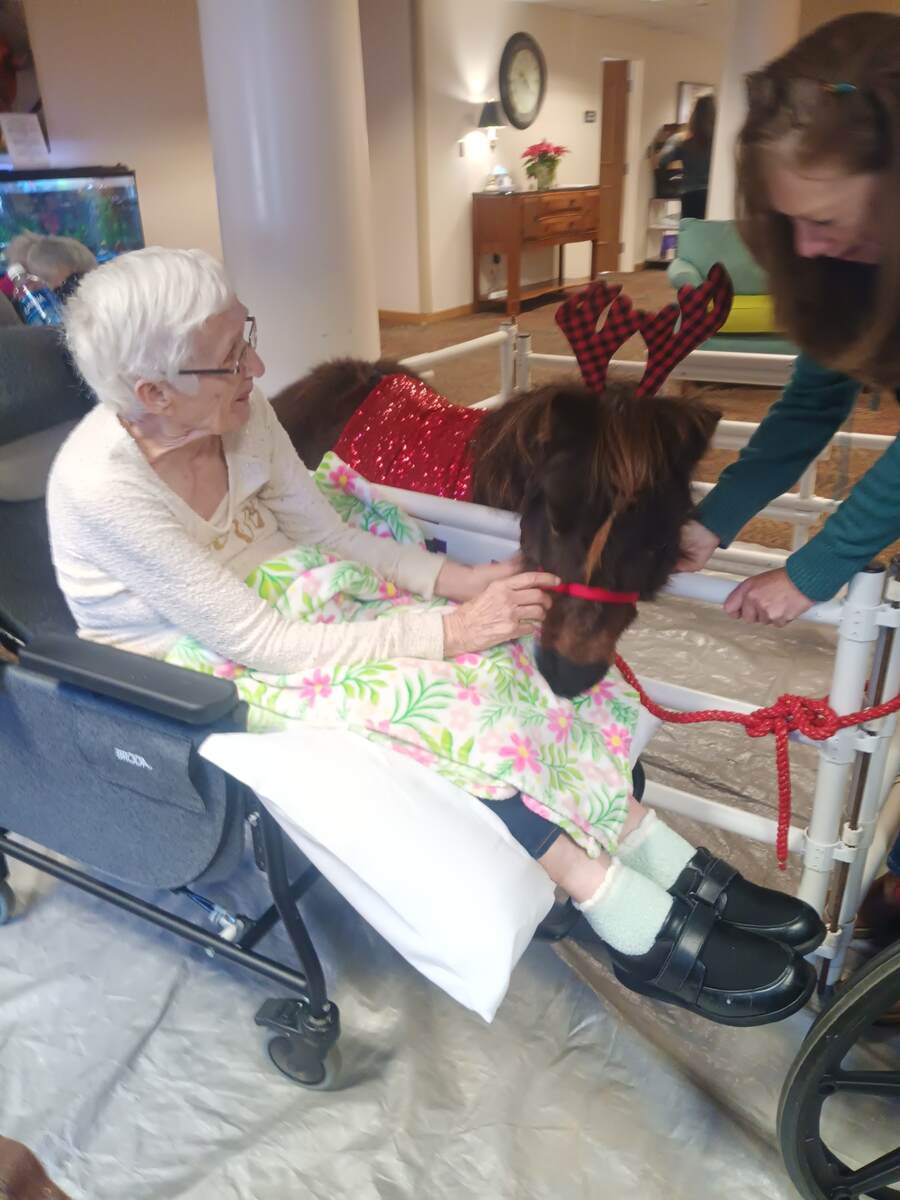 Woman in wheelchair petting miniature horse with antlers
