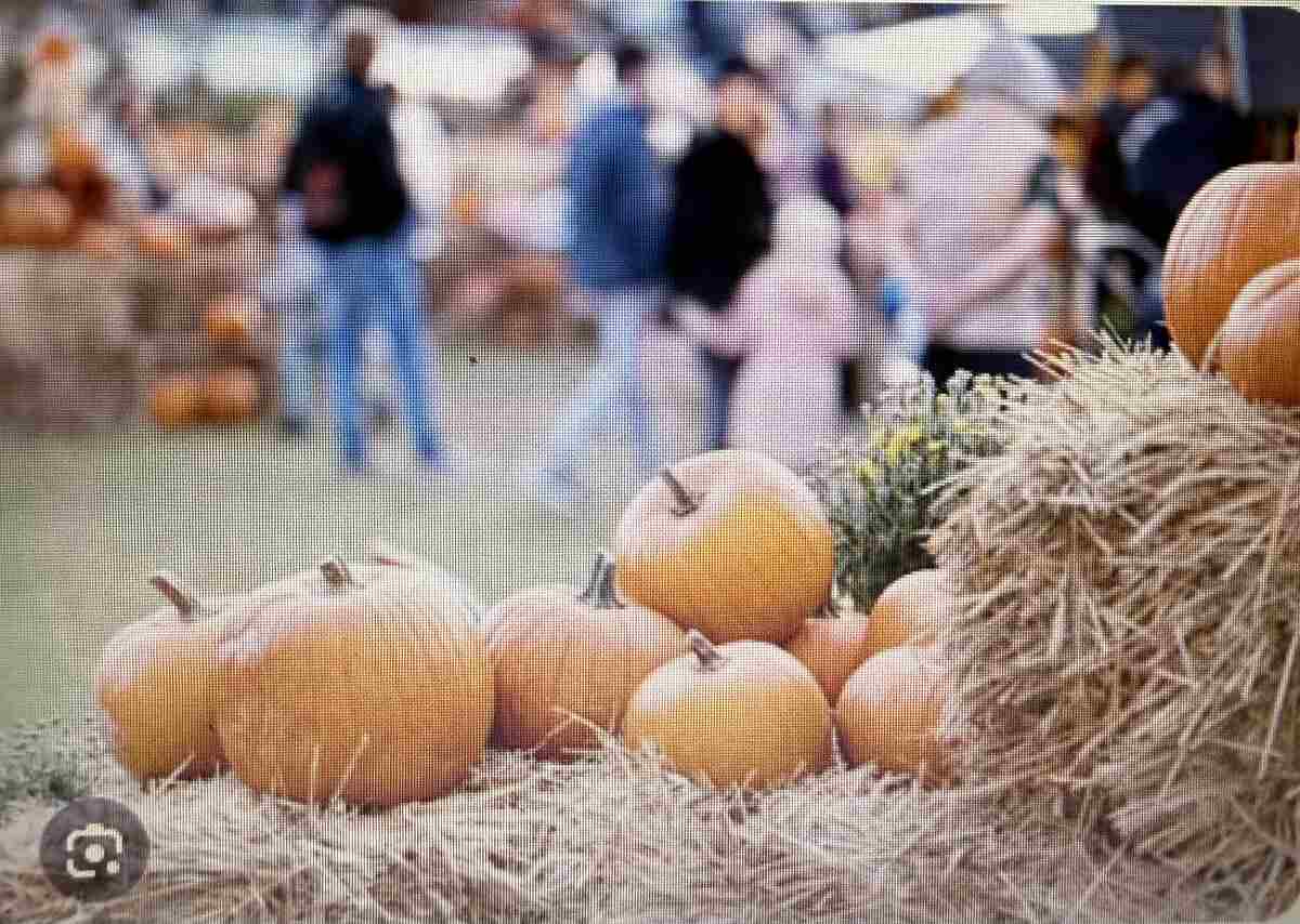 2026_HA_Fall_Fest_pumpkins