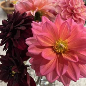 Pink and dark red flowers