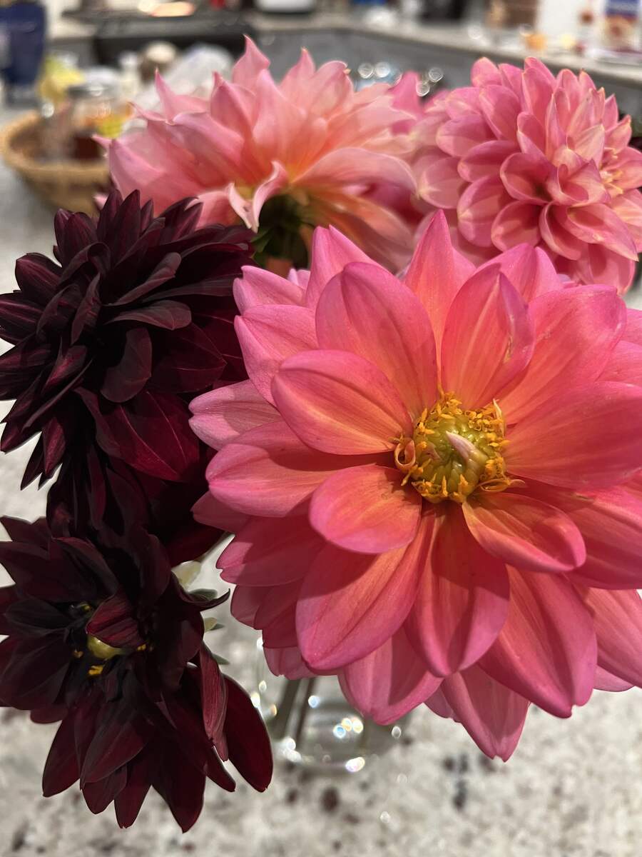 Pink and dark red flowers