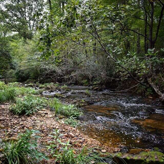 Creek at Holliday Lake State Park