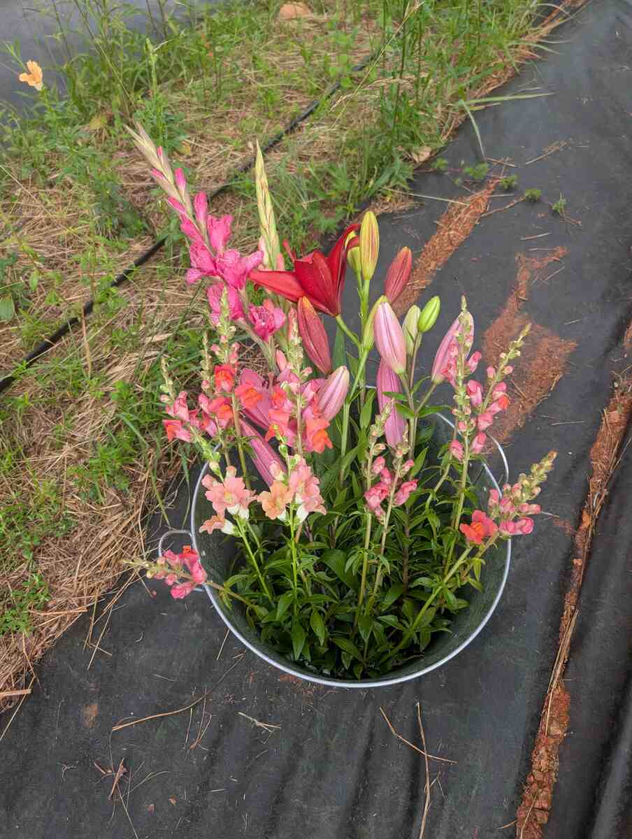 Picked flowers in a pot