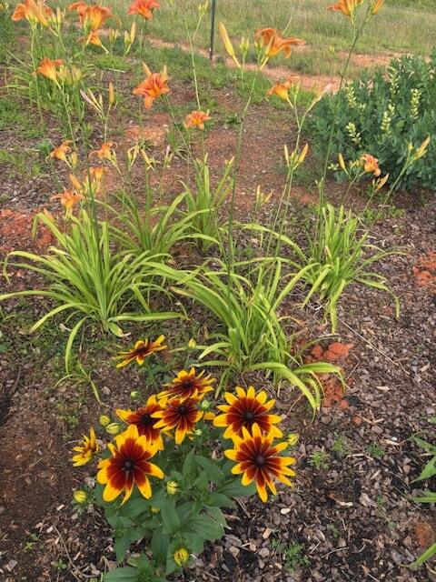 Tiger lilies and flowers with red center, yellow edges