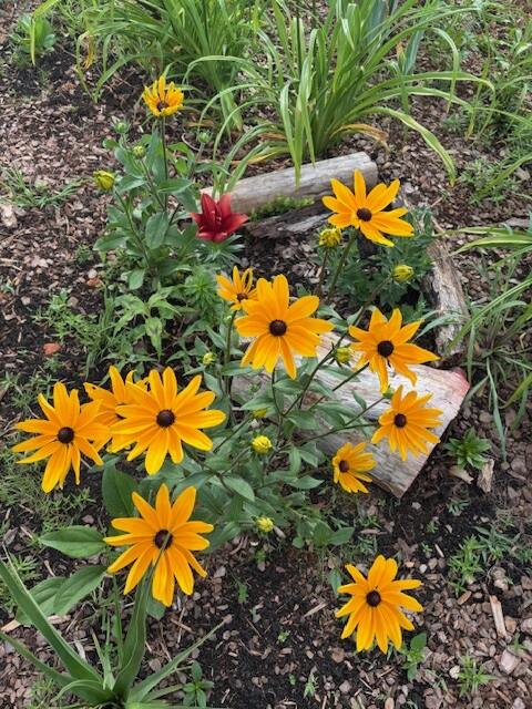Yellow flowers with logs