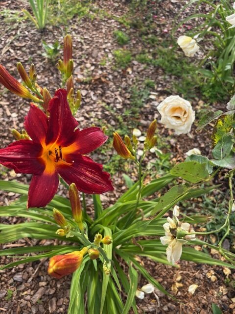 Red and white flowers
