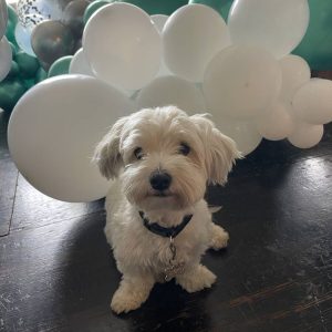 Small dog in room with green and white balloons.