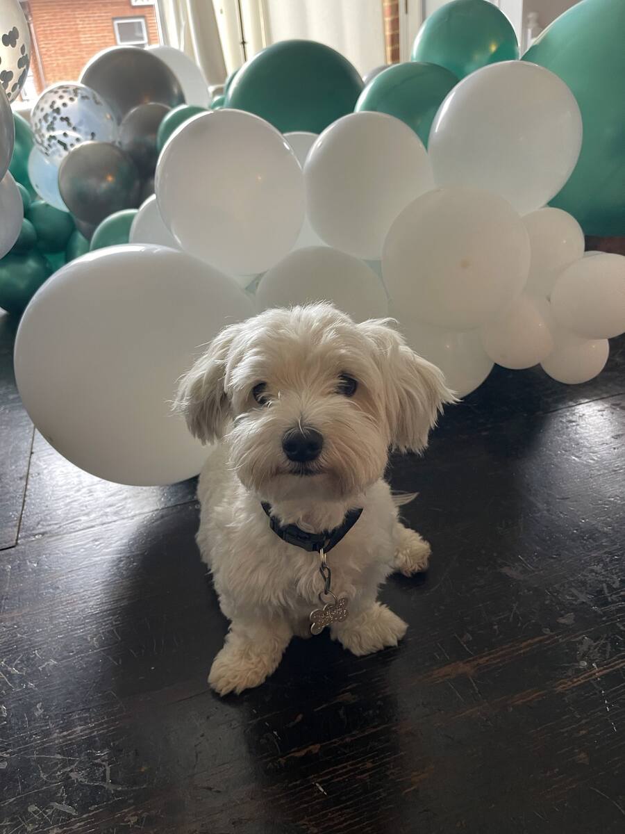 Small dog in room with green and white balloons.