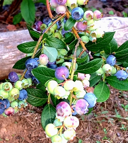 blueberries ripening on branch