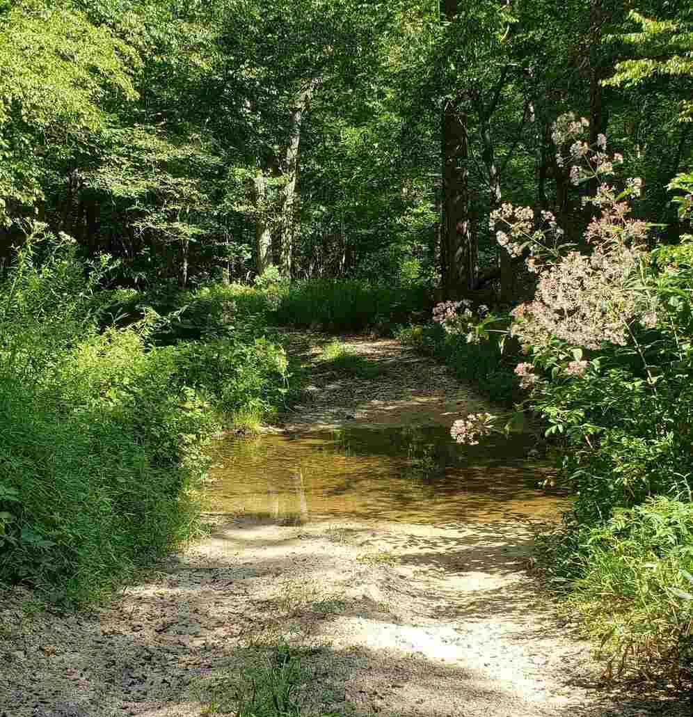 trail with green trees and water on road