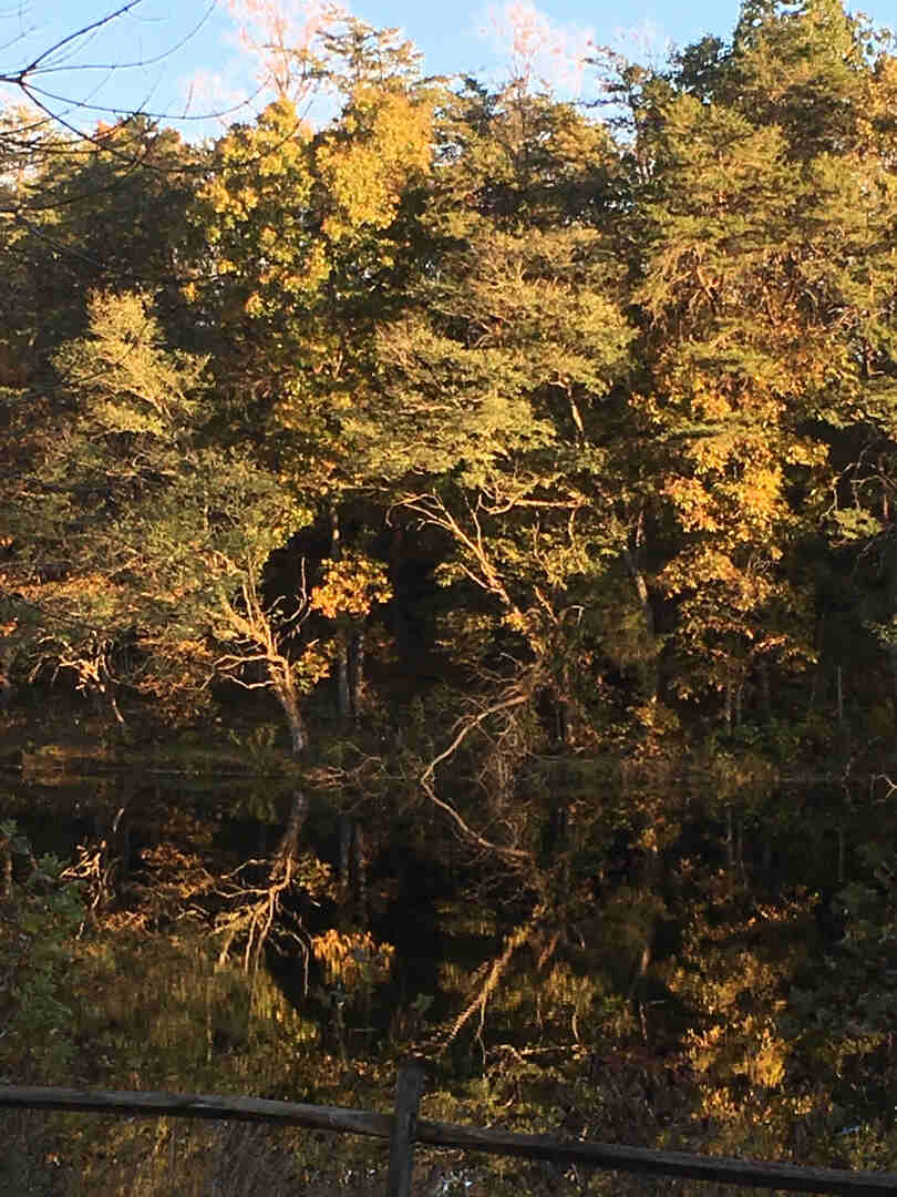 trees reflected in lake